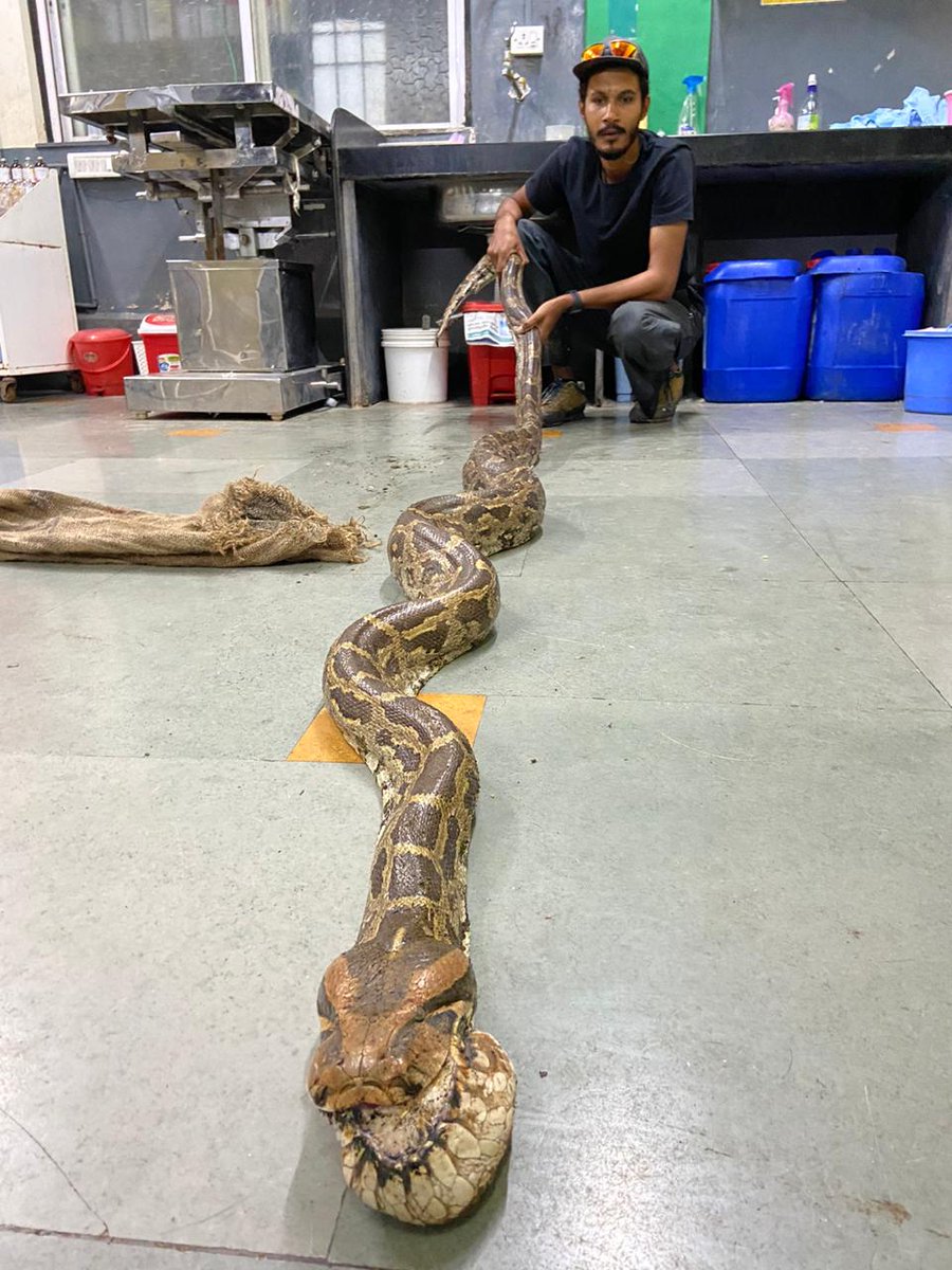 neha_panchamiya's tweet image. What's 12 foot long with a tumour at the end? Rescued #IndianRockPython #snake @resqct Hopefully by the end of the day, the tumour will be excised and gone! #wildliferescue #rehabilitation #pune