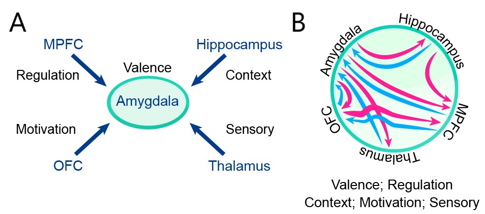 In my view we shouldn't continue in neuroscience with explanations that are more or less "linear" (A). Say, the MPFC inhibits the amygdala during extinction. We need to describe how the complex bidirectional interplay between regions gets it done (B). Much harder of course.