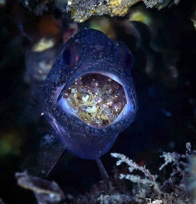 فبأي آلاء ربكما تكذبـــــــــان"~💙