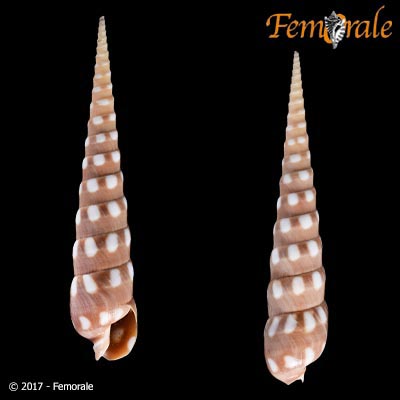 FemoraleShells's tweet photo. Terebra guttata (Röding, 1798),images:Encyclopedia of Life,https://t.co/TTcfVMmBgq #Terebridae #augershell #gastropod #Mollusc #biodiversity https://t.co/9trN1MFHZU