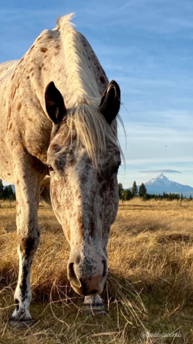 Dappled horse, snow dappled mountain <a href="/BlackButteRanch/">Black Butte Ranch</a> #centraloregon