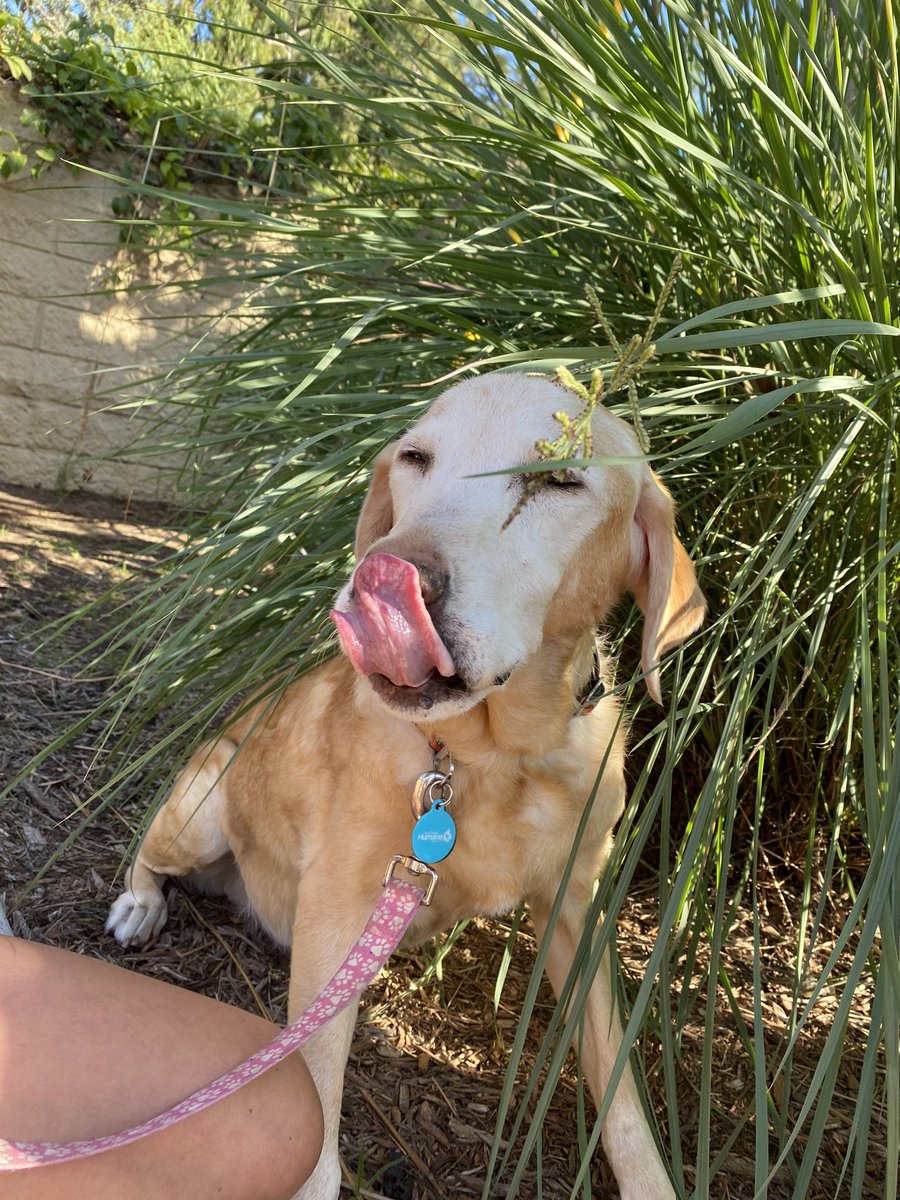 jessquiz's tweet photo. Amber Quesenberry 2005-2020 she lived a beautiful, long, happy life. She loved treats and cold tile floors. She was a good girl❤️ https://t.co/2LSf7QYd50
