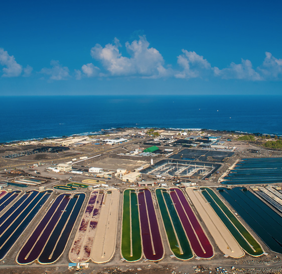 Natural Energy Lab (@nelha1) on Twitter photo Hawaii Announces 2 new seafood processing facilities at Hawaii Ocean Science and Technology Park in Kailua-Kona.
nelha.hawaii.gov/wp-content/upl……
<a href="/KonaKanpachi/">Kona Kanpachi</a> <a href="/KonaAbalone/">Kona Abalone</a> <a href="/GovHawaii/">Office of the Governor, State of Hawai`i</a> Hawaii Announces 2 new seafood processing facilities at Hawaii Ocean Science and Technology Park in Kailua-Kona.
nelha.hawaii.gov/wp-content/upl……
<a href="/KonaKanpachi/">Kona Kanpachi</a> <a href="/KonaAbalone/">Kona Abalone</a> <a href="/GovHawaii/">Office of the Governor, State of Hawai`i</a>