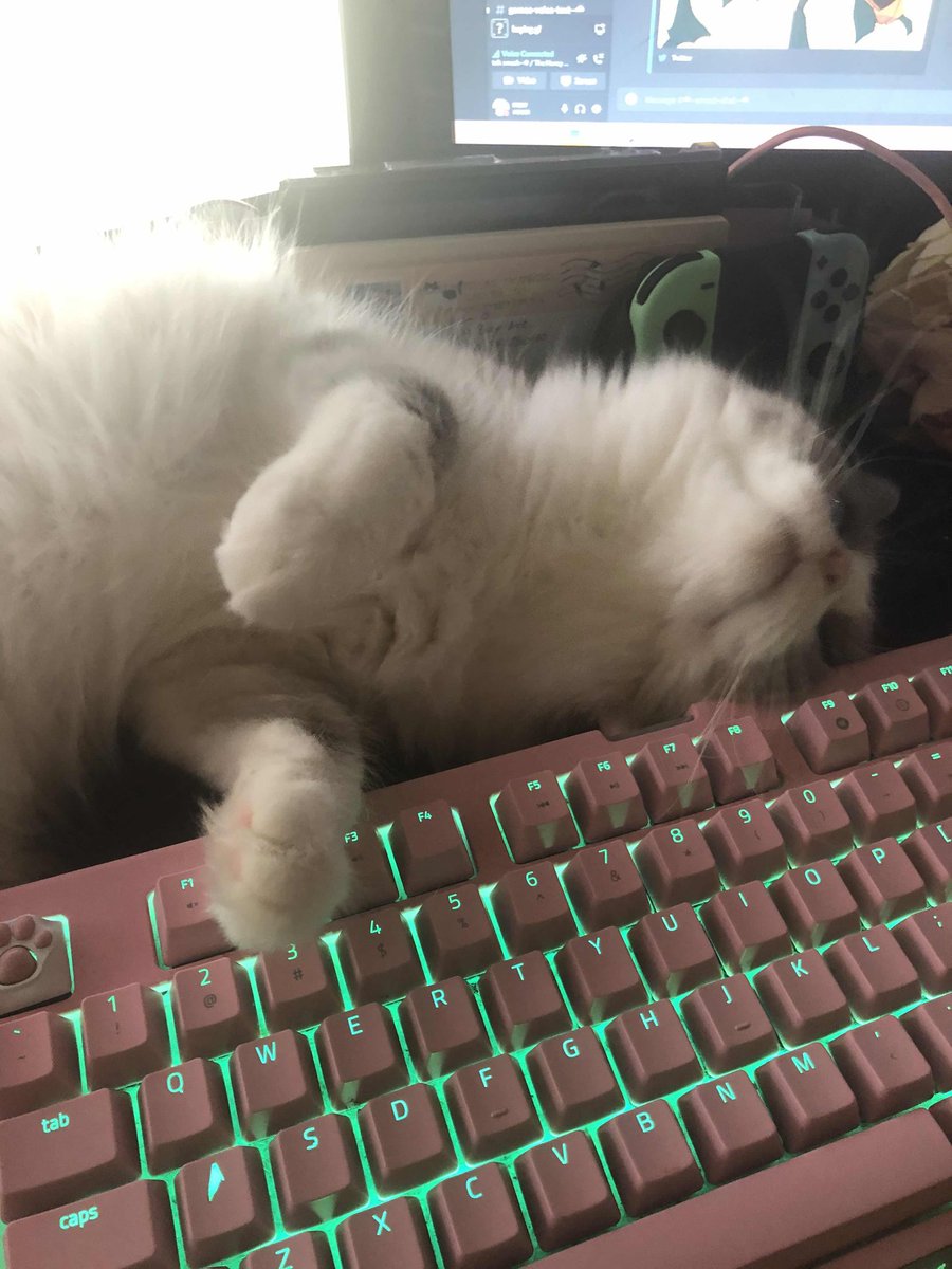 Gmod Cats tweet media