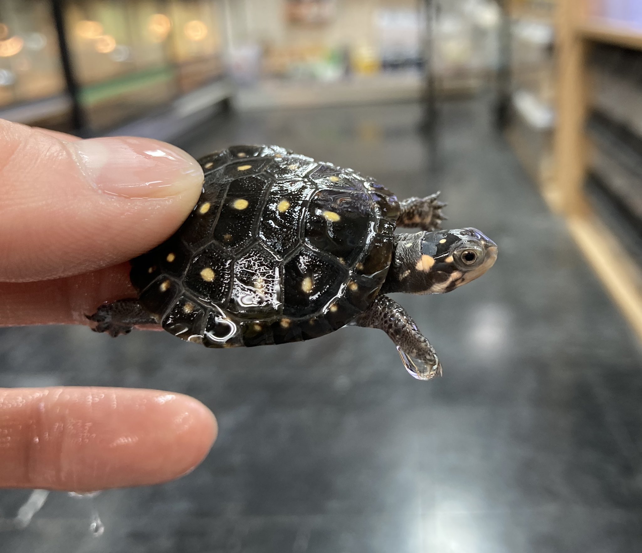 爬虫類倶楽部 大宮店 在庫紹介 キボシイシガメ メニースポット キボシの数も多く1スポット1スポットが大きく目立つ綺麗な個体です これからどんどんキボシ模様が増えていくのが期待できますね 配合飼料ok T Co C2jvcuulq0 Twitter