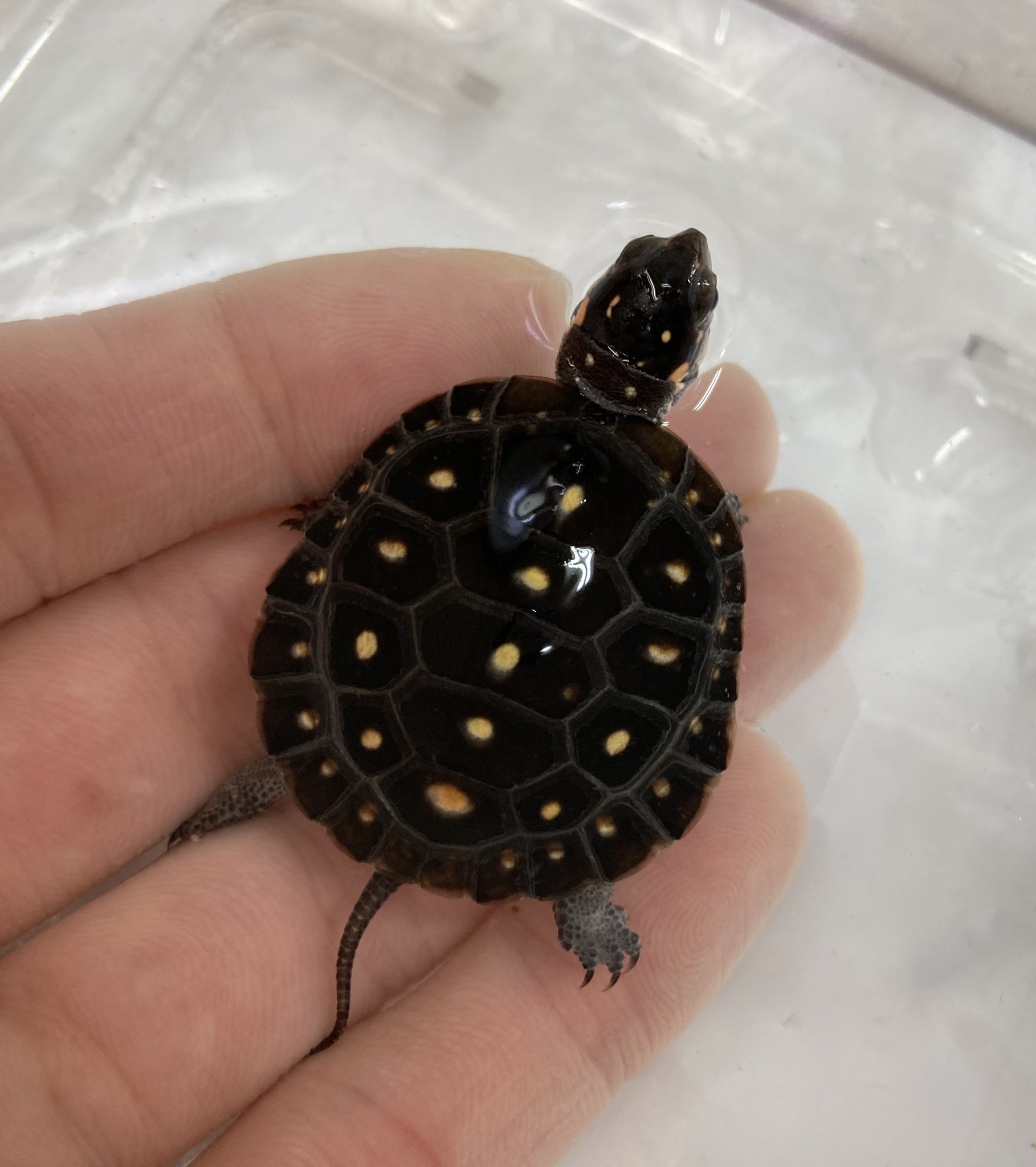 爬虫類倶楽部 大宮店 在庫紹介 キボシイシガメ メニースポット キボシの数も多く1スポット1スポットが大きく目立つ綺麗な個体です これからどんどんキボシ模様が増えていくのが期待できますね 配合飼料ok T Co C2jvcuulq0 Twitter