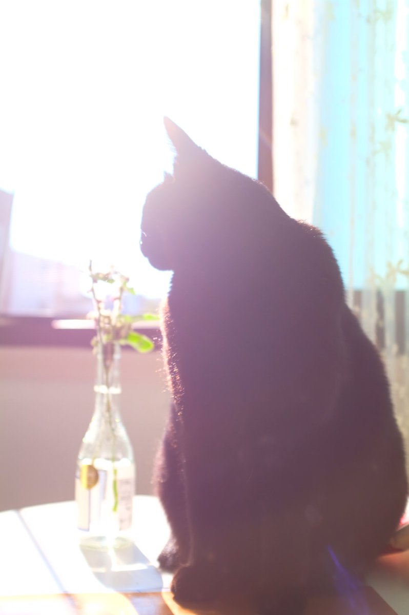 blacksesame_'s tweet image. 가을보송고양이