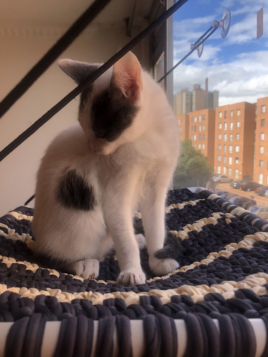 Angie Ni Una Boleta He Vendido Hoy Estos Son Los Premios Vale 10 Mil Y Se Hace Para Conseguir Fondos Para El Hogar De Paso Medios De Pago