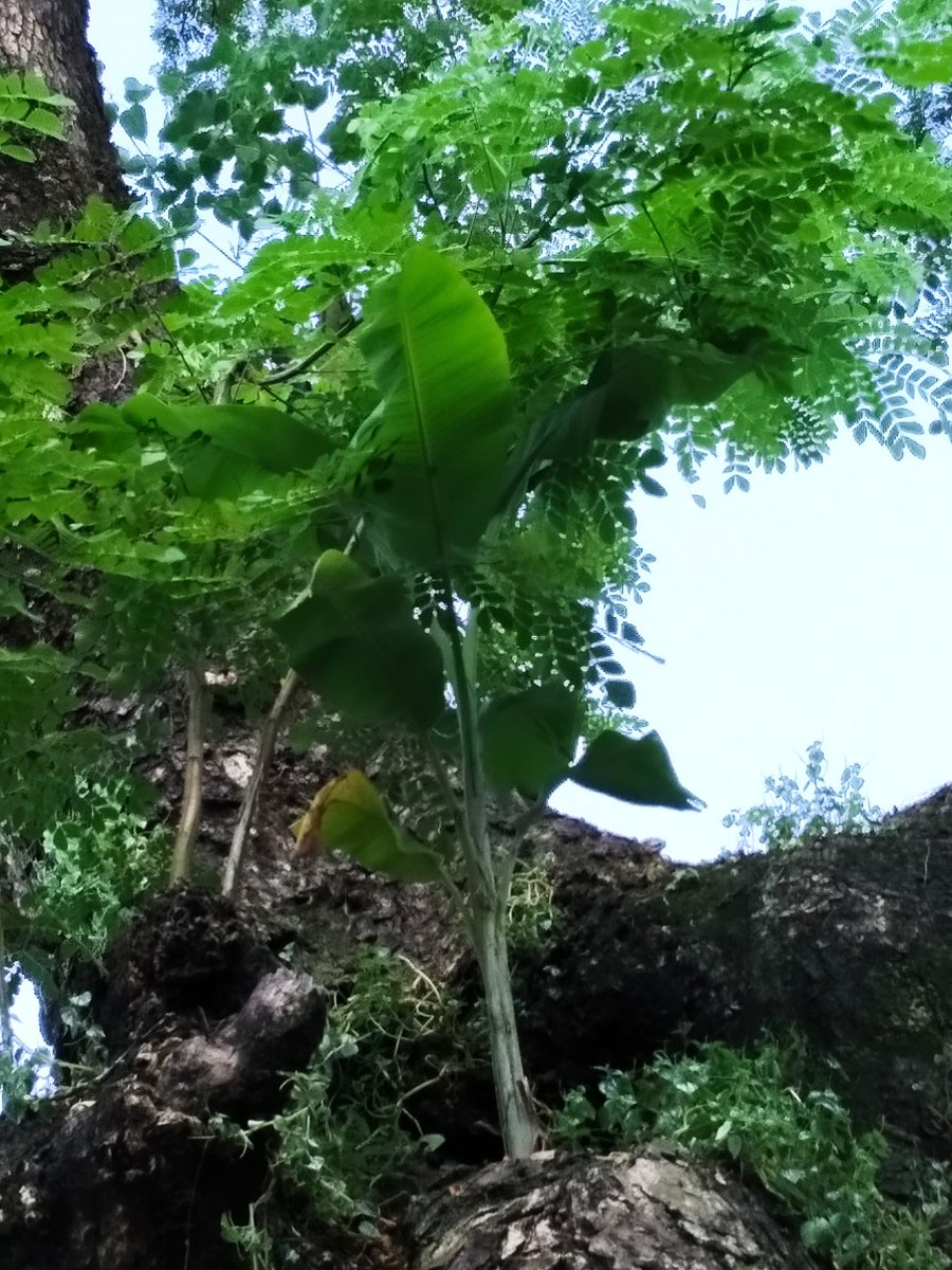 susmita_0303's tweet photo. #GoodMorning #SaturdayMorning #SaturdayVibes #WithNature
#MyClick #SusmitasClick #BlueSky #GreeenAtmosphere #FreshAir #healthcare #TakeCareForGreen
@parthiii03 @imthanigai23 @raina_south @trendRaina https://t.co/uU0veKp5pM