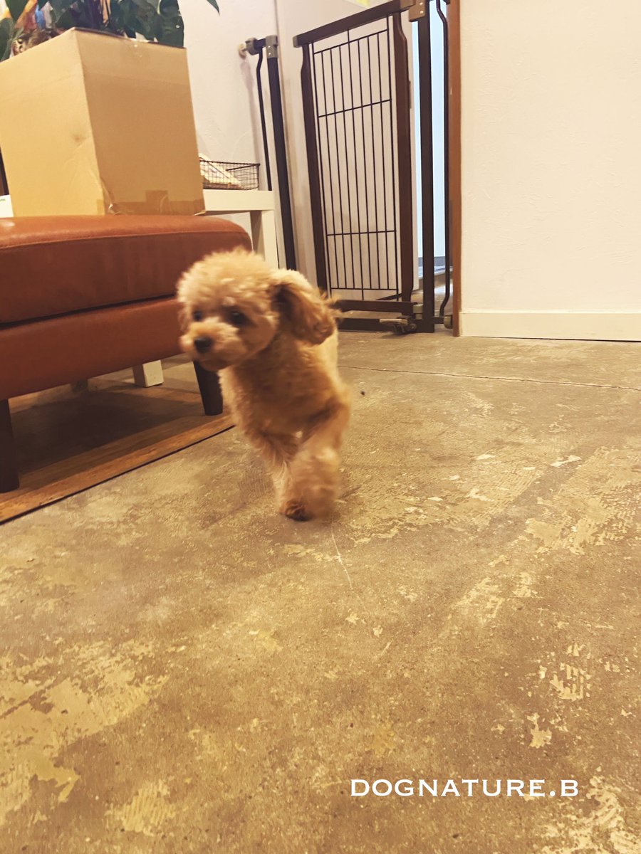 Bちゃん♪ 昨日のご様子です♪ お食事も採って店内を散策しております♪