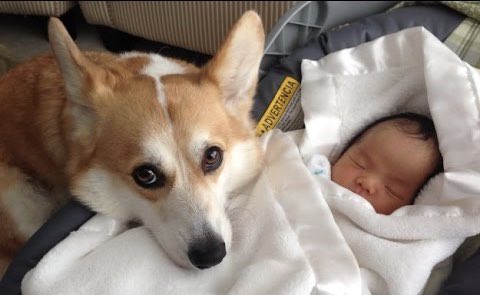 I always love those pics of peoples pets being protective of their kids. Pls post here. Send that shit into my veins