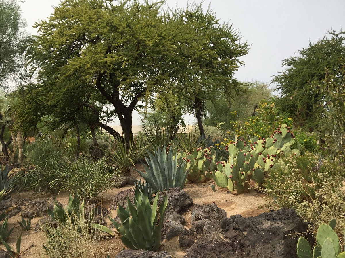 TomilkinaDesign's tweet photo. October in Nevada beautiful and green #desertlandscape #desertlandscapedesign #landscapedesign #nevada #lanscape #beautifulnature #desertbeauties #designinspiration #cactusandagaves #desertdesign #savewater https://t.co/upDX8eRUfd
