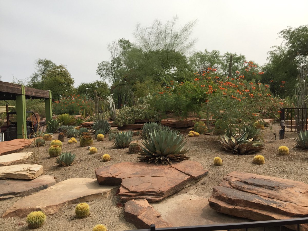 TomilkinaDesign's tweet photo. October in Nevada beautiful and green #desertlandscape #desertlandscapedesign #landscapedesign #nevada #lanscape #beautifulnature #desertbeauties #designinspiration #cactusandagaves #desertdesign #savewater https://t.co/upDX8eRUfd