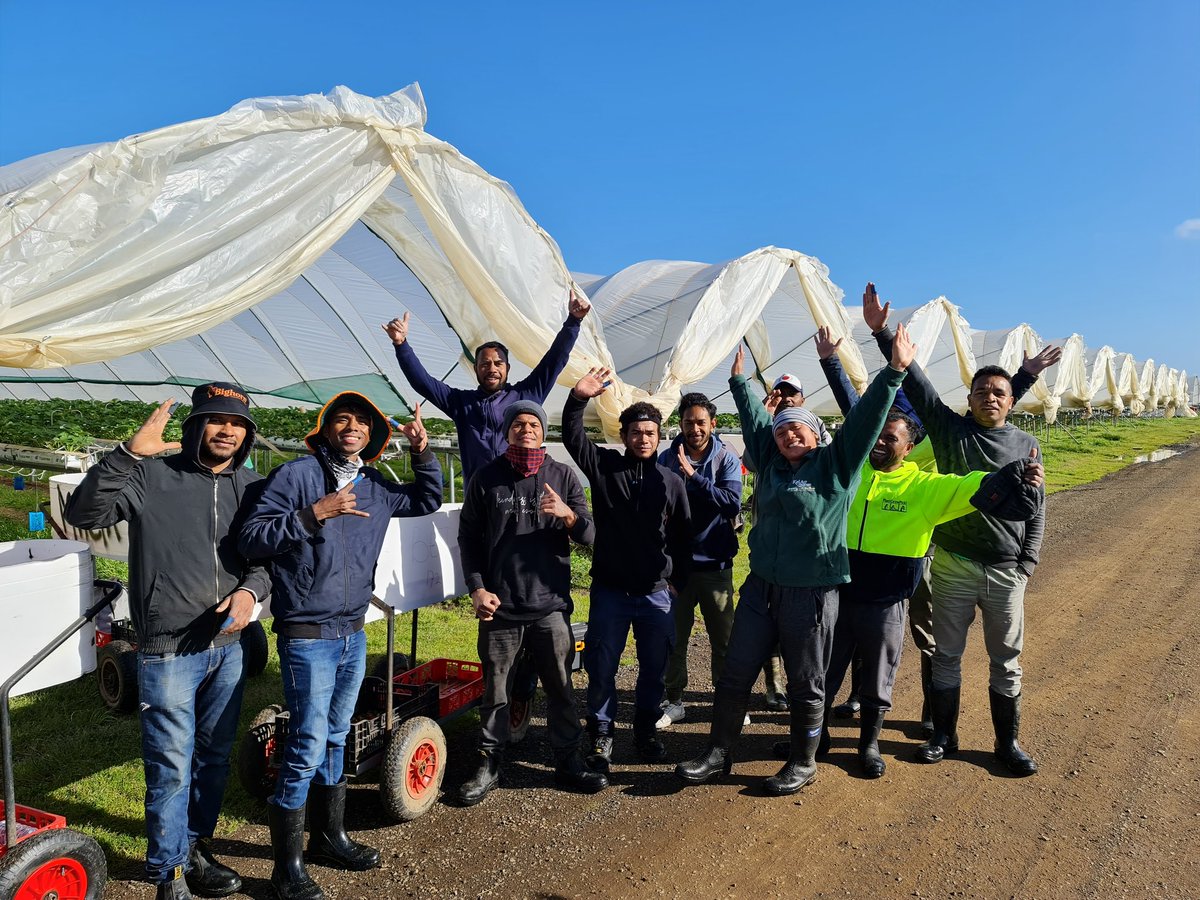 Thrilled to have some of our skilled &amp; seasoned 🇹🇱 Harvest Team back in Tasmania from the mainland. 14 day full isolation completed last week just in time for 🍓 picking! <a href="/BurlBerries/">Burlington Berries</a> <a href="/SWP_TL/">SWP Timor-Leste</a> @SWPAustralia