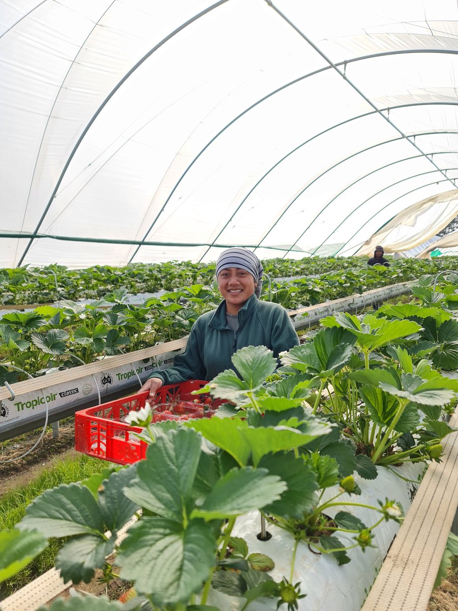 And we're back! Harvest 2020/21 <a href="/BurlBerries/">Burlington Berries</a> 🍓🍓