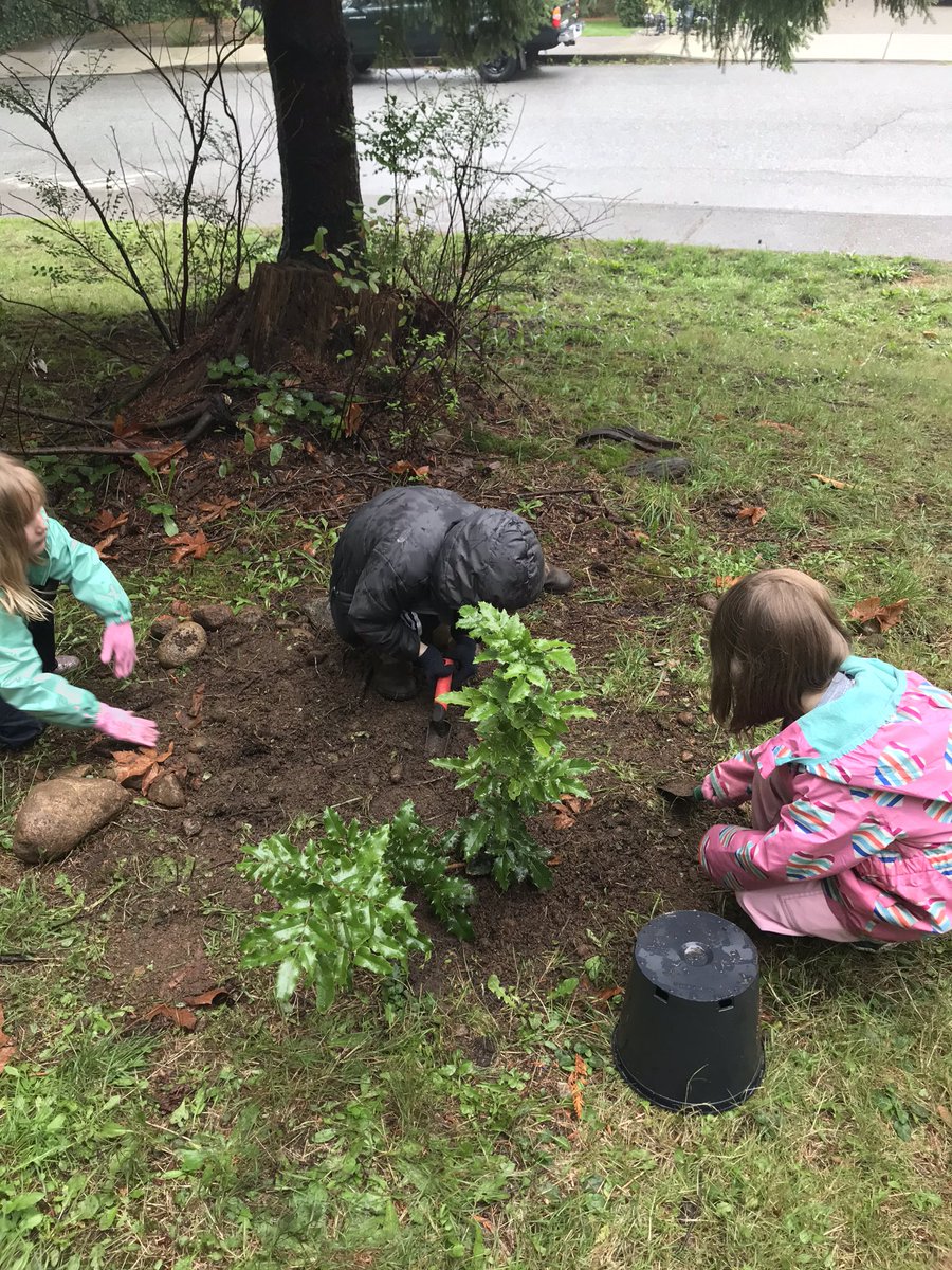 RCMacDonaldSD43's tweet photo. So much fun planting trees with grade 1 students this afternoon. They’re connection is immediate. “Meet my tree? Her name is Sally- Michelle”.  Or yesterday, with grade 3. “In 20 years I’ll visit this tree and it will grow so big by then”. @TreeCanada @sd43bc @leonahug @TELUS https://t.co/QBM8v6sSRs