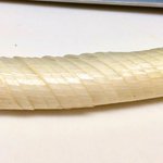 こんなやり方があったなんて･･･!長ネギをみじん切りにするとき、知っておくと役立つテクニック!