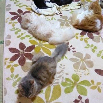 三重県の里親募集型の保護猫カフェ 猫スポットなび