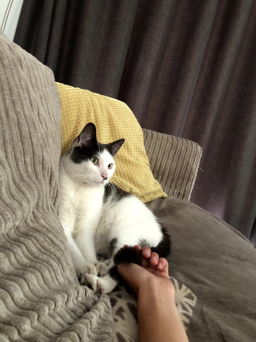 GEZOCHT!!!🥺🙁
Jules
Herkenbaar aan zijn halve snorretje!

Omgeving Schoten (Bloemendaal)
Delen is lief ❤️