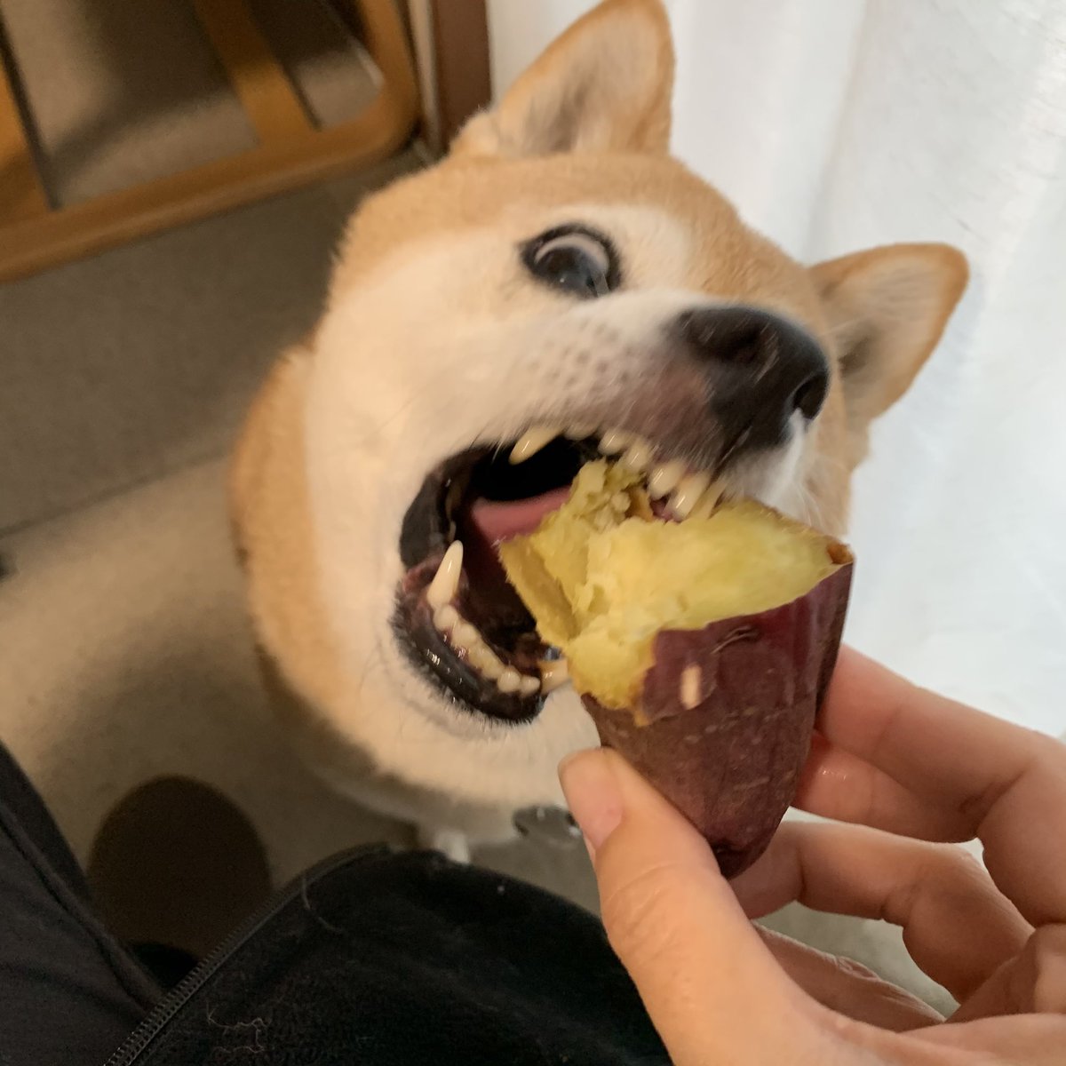murafuku's tweet photo. @nakashimarecipe 初めてつくってみました！
犬が石焼き芋と同じ顔でやって来るので大成功でした！
今日寒いからとてもおいしかったです♡ありがとうございます😊！ https://t.co/BVpJ62xqMz