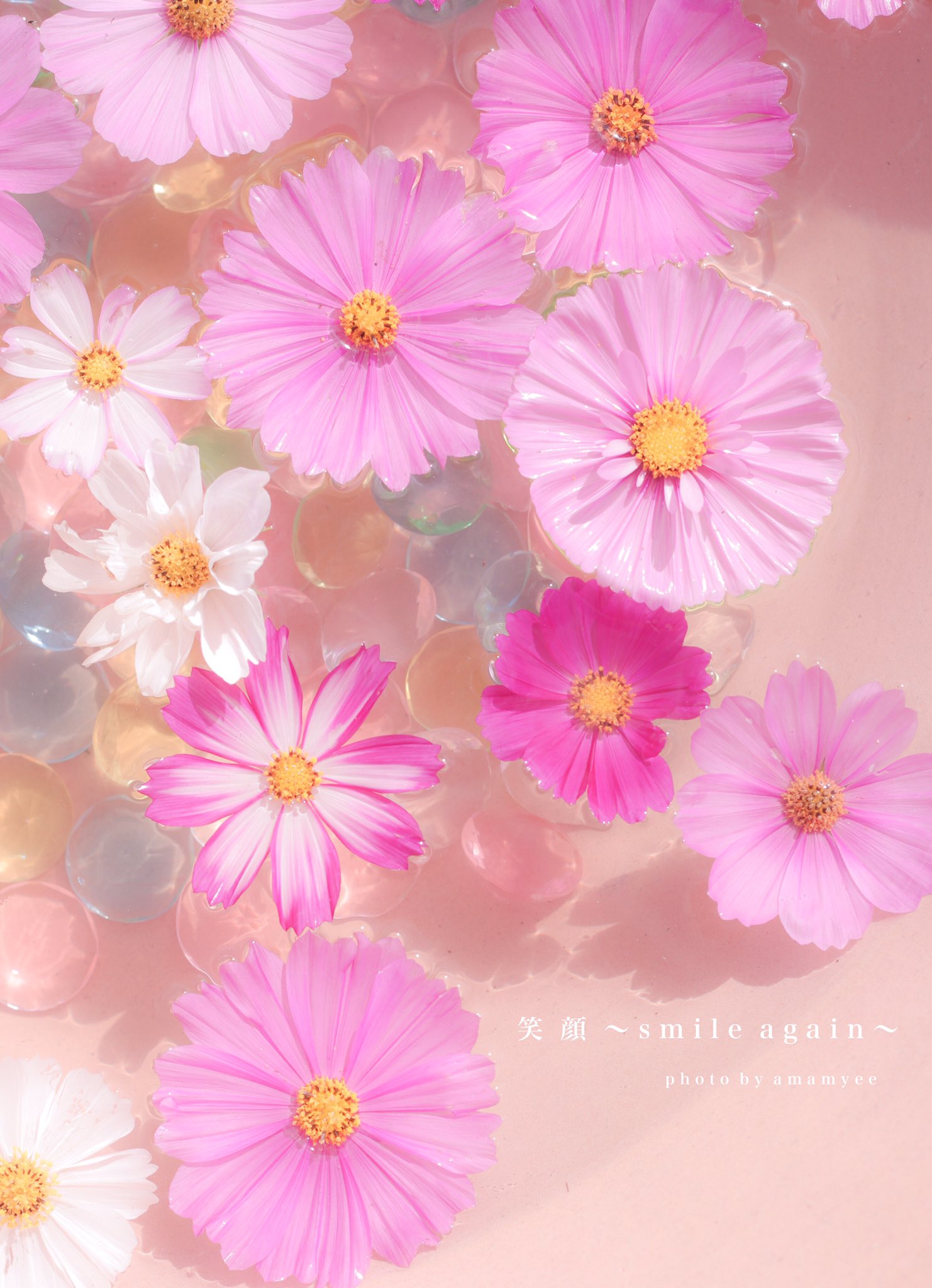 あさみ Twitter Da インスタで大人気だった 般若寺さんの花水鉢 たくさんの方に待ち受けにして 頂いて本当に嬉しかったなぁ 般若寺 写真好きな人と繋がりたい 花水鉢 花手水 奈良 Nara Japan コスモス お寺 Temple T Co Zcih6uwebp Twitter