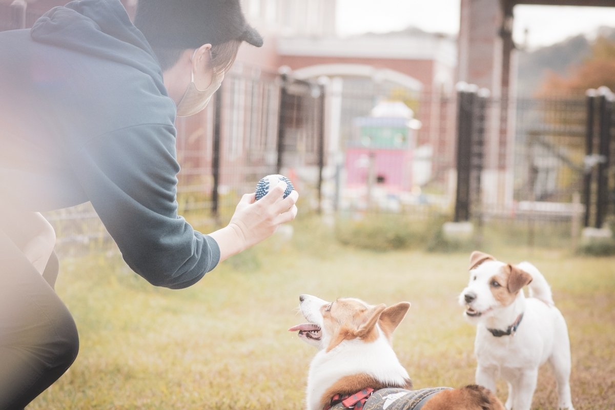 仙台ドッグカフェ Twitter Search Twitter 仙台ドッグカフェ Twitter Search Twitter