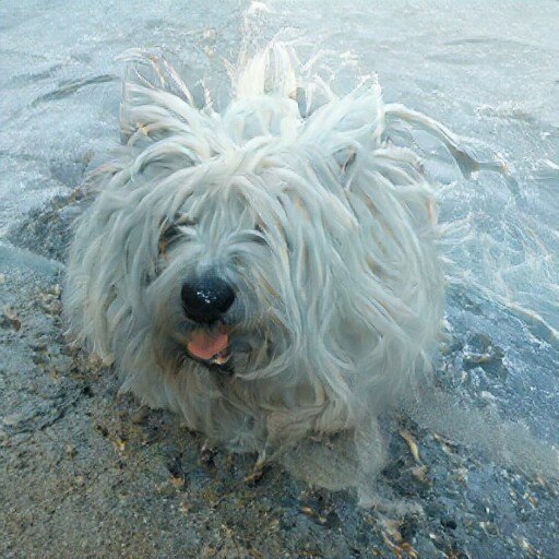 dog_fakes tweet media