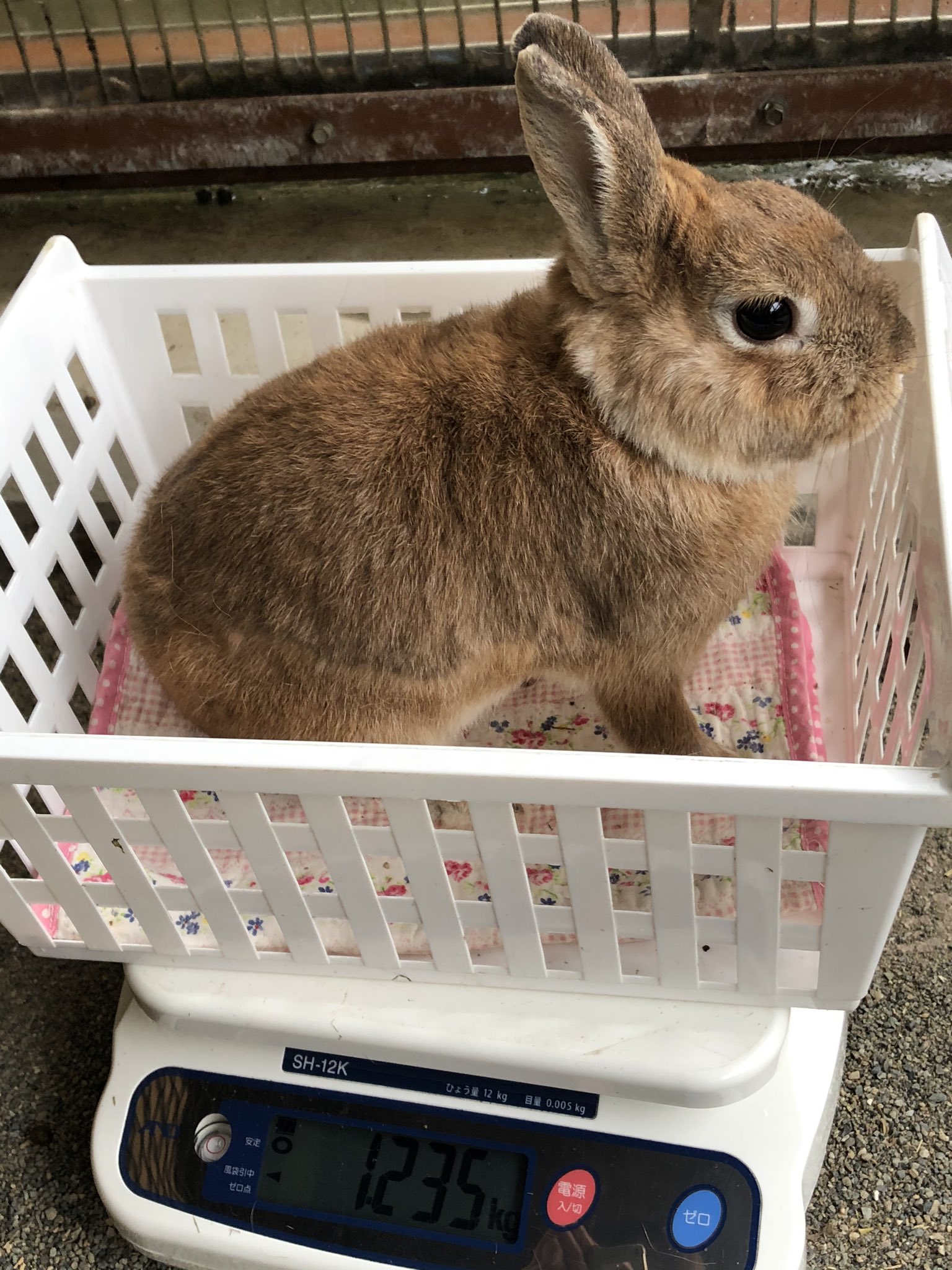 千葉市動物公園 公式 じゃんぼうさぎってどのくらい大きいの まだ2羽とも0歳 8か月 ですが 体重は世界一小さい種類と言われるネザーランドドワーフ 4歳 の すでに4倍以上 足や体に負担がかならないように餌量を調整してますが もう少し大きくなる