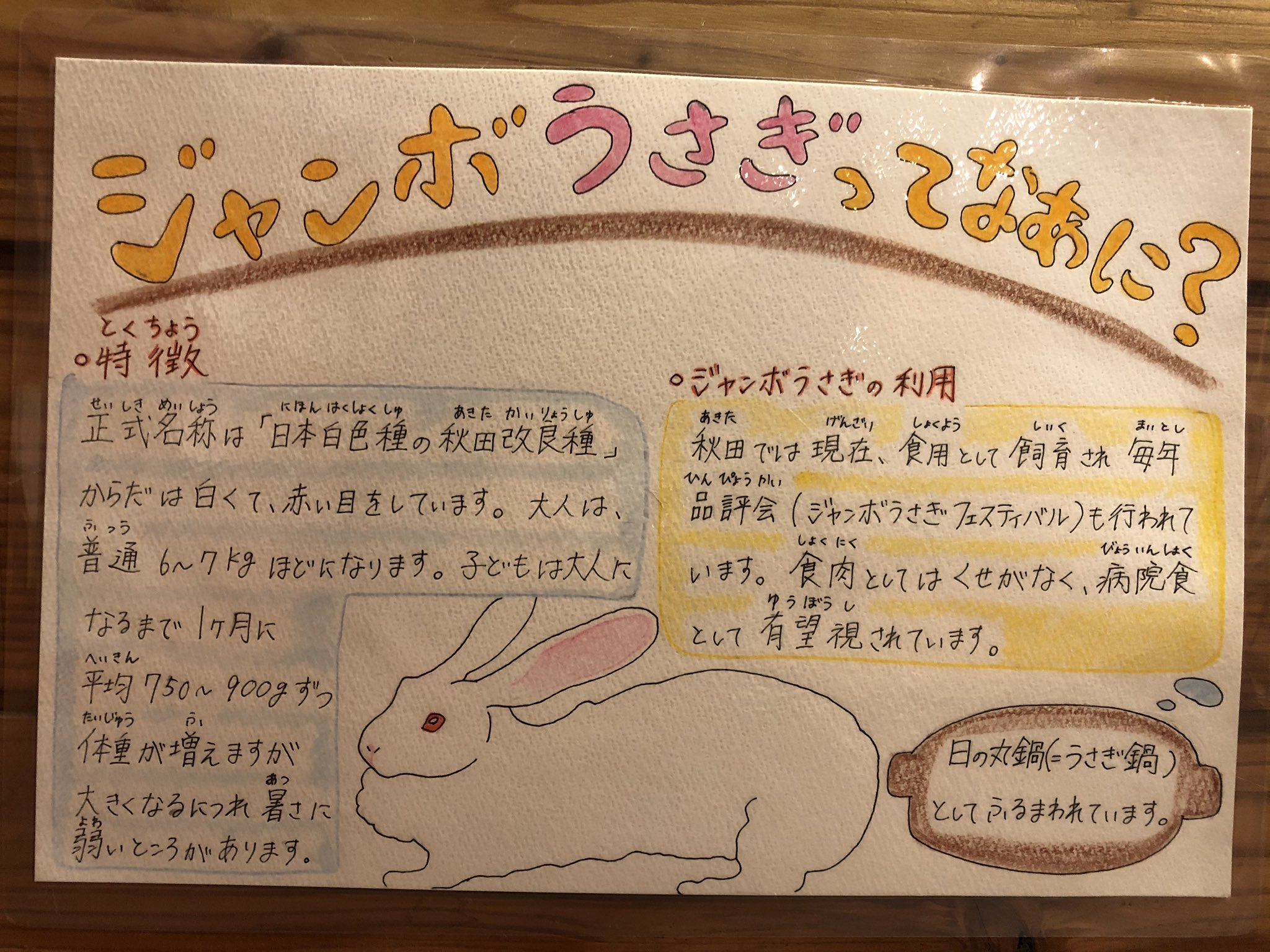 千葉市動物公園 公式 じゃんぼうさぎってどのくらい大きいの まだ2羽とも0歳 8か月 ですが 体重は世界一小さい種類と言われるネザーランドドワーフ 4歳 の すでに4倍以上 足や体に負担がかならないように餌量を調整してますが もう少し大きくなる