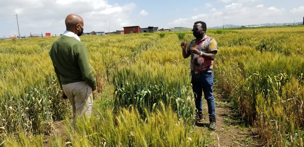 HickeyLab's tweet photo. PhD student @zerbest2008 in the field discussing rust resistance with his co-advisor Dr Alemyahu at field trials in Ethiopia https://t.co/xLpwwOySc8