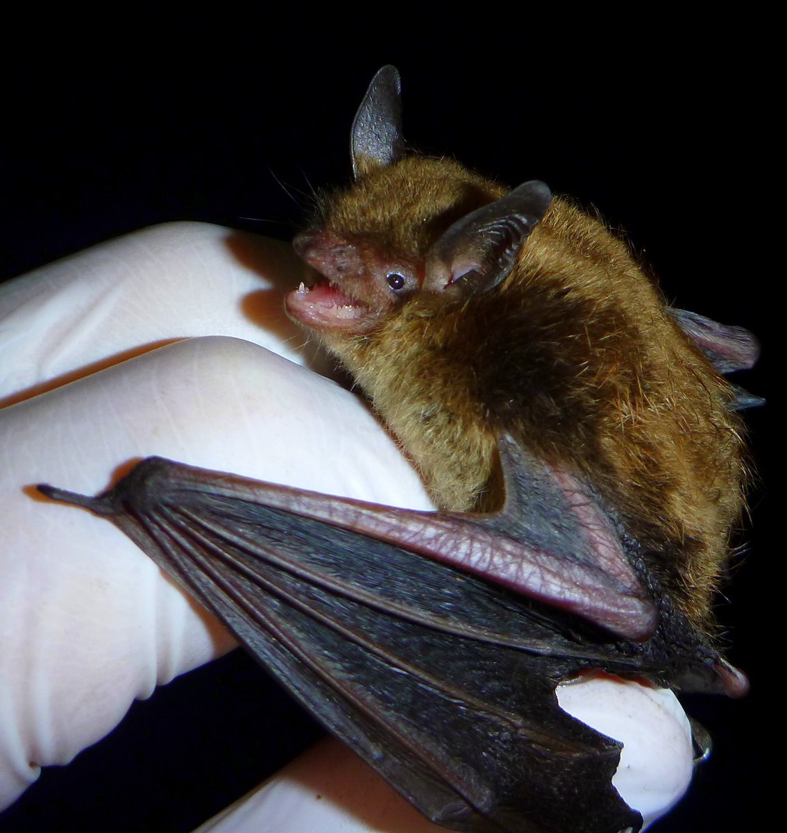 Bat Number Fourteen is the little brown bat (myotis lucifugus)They’re little! They’re brown! They’re a bat!(They’re an important keystone species suffering from severe population decline, protect them)