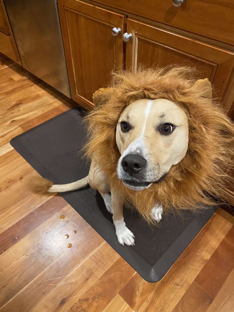 JudyMarca's tweet image. Enough Political nonsense, who’s got a great Dog costume? #Dogsjustwanttohavefun #Pupcostume