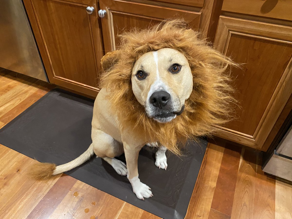 JudyMarca's tweet image. Enough Political nonsense, who’s got a great Dog costume? #Dogsjustwanttohavefun #Pupcostume