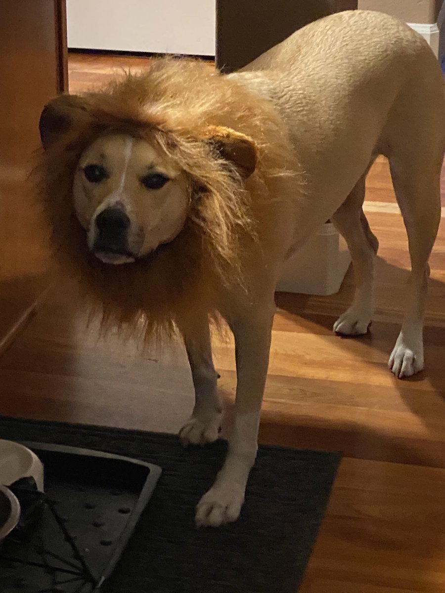 JudyMarca's tweet image. Enough Political nonsense, who’s got a great Dog costume? #Dogsjustwanttohavefun #Pupcostume