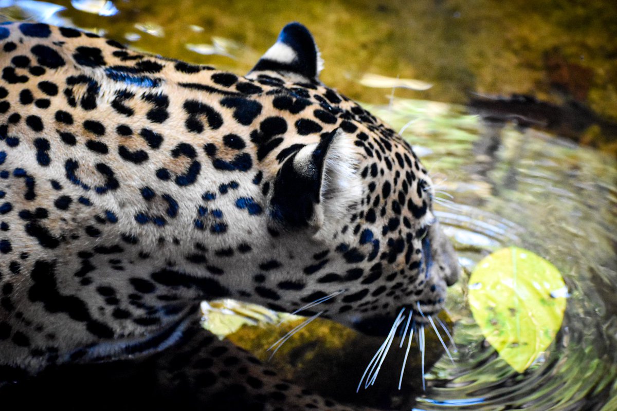 Hoy tuve el privilegio de fotografiar este hermoso Jaguar. Es la primera vez que estoy de frente y tan cerca de semejante peligrosa e imponente belleza. Hubo un momento en que sentí que me iba a dar la pálida, uno nunca sabe cuando algo puede salir mal.
#Junglelife
⚡