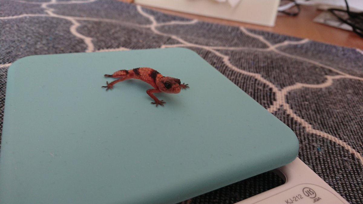 TV3DVAPI42aPr3R's tweet image. オビ３号
ナメ５号
29℃でだいたい60日😀
#ナメハダタマオヤモリ
#オビタマオヤモリ
#nephruruslevislevis
#nephruruswheeleri