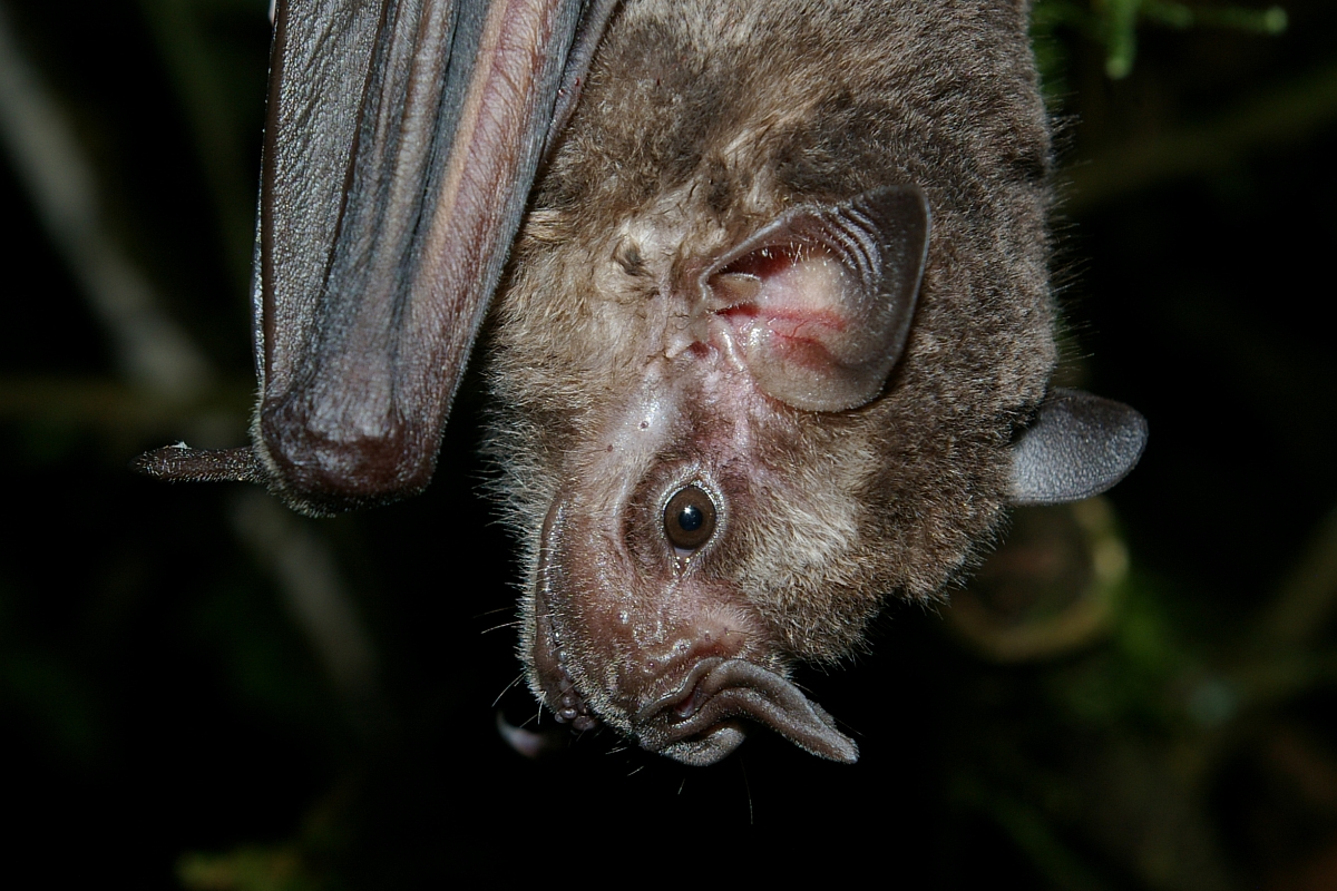 Bat Number Fifteen is the Jamaican Fruit Bat (Artibeus jamaicensis)They are smol & cute, and  @vanaqua has a display of them that I miss going to visit because they're shut down due to covid (support the Aquarium!)Also they are very important for reforestation in rain forests!