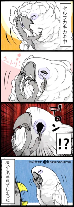 ごくたまに瞼に爪が引っかかります。
目を傷つけないかヒヤヒヤ😱
#漫画 #いたずらオウムの生活雑記 