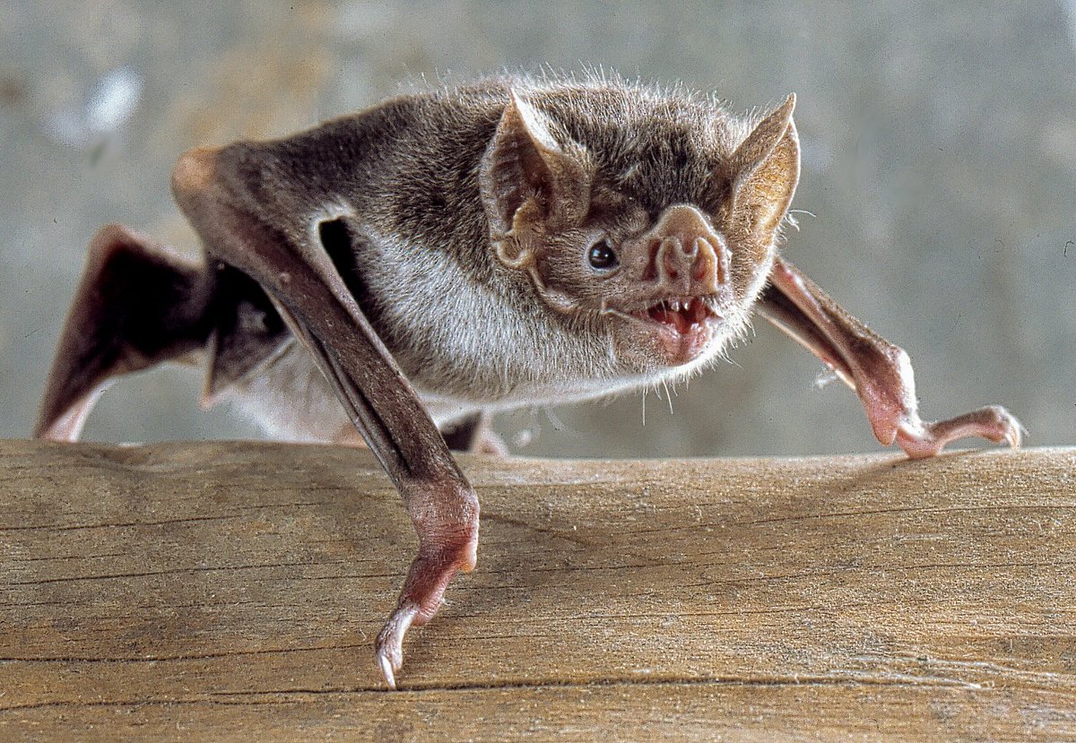 Bat Number Sixteen is the common vampire bat, who is not spooky and evil, but rather a cute and altruistic species!Because they need to feed so regularly, common vampire bats form tight-knit colonies where they will share food with their other members, and even adopt orphans!