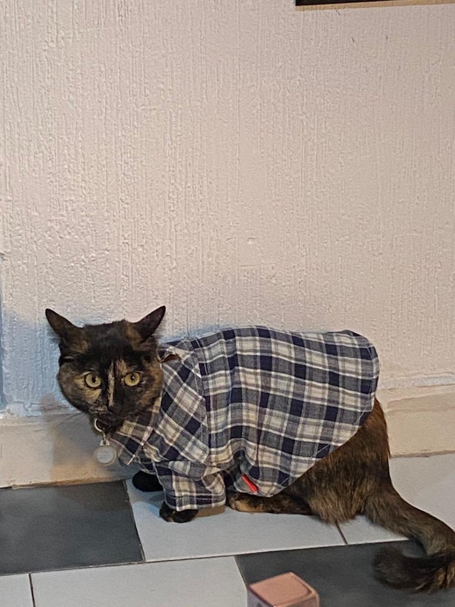 caosilustrado's tweet photo. JAJAJJAJA mi hermana le compró una camisa a su gata, le quedó grande y ahora parece cholo https://t.co/d1JqqXDpSB