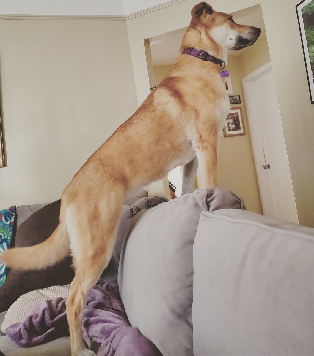 Menabelle's tweet image. This #GoodGirl is such a #Weirdo lol
#GuardDogOnDuty
#DogsOfTwitter
#Doge