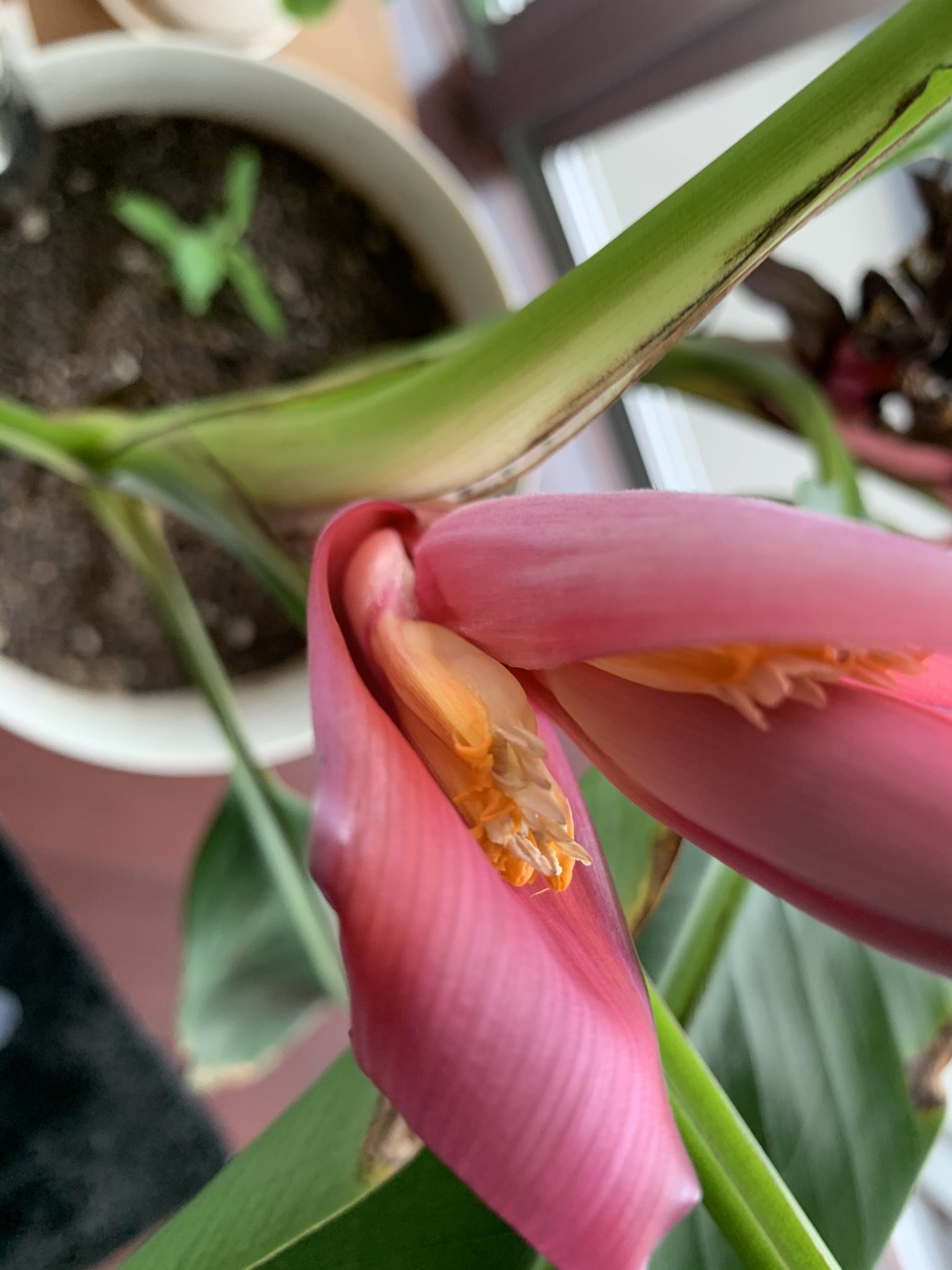 アケビバナナ Twitter Search Twitter