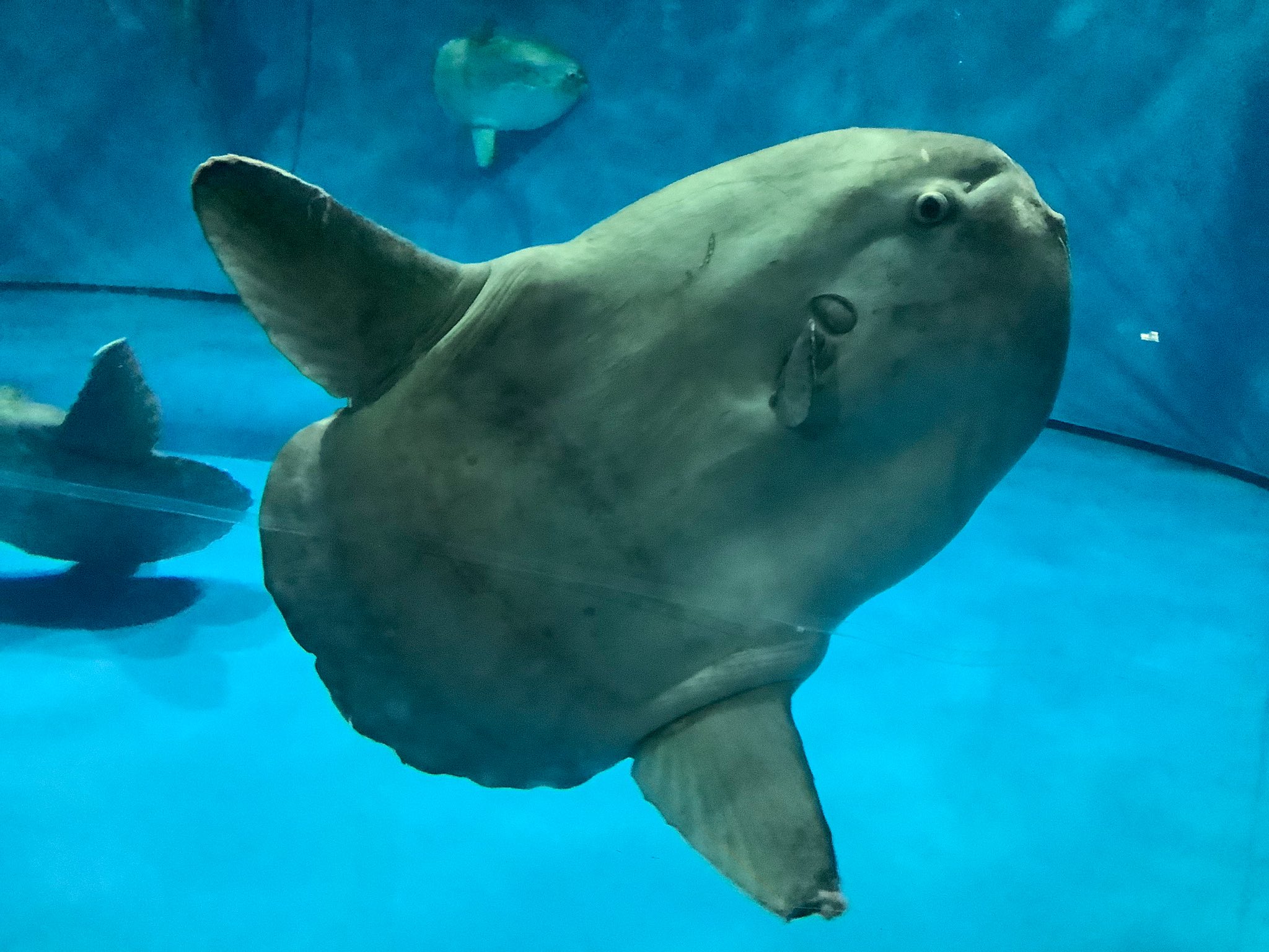 なまおじ على تويتر マンボウ かわいいね T Co Yhjqdi40pd تويتر