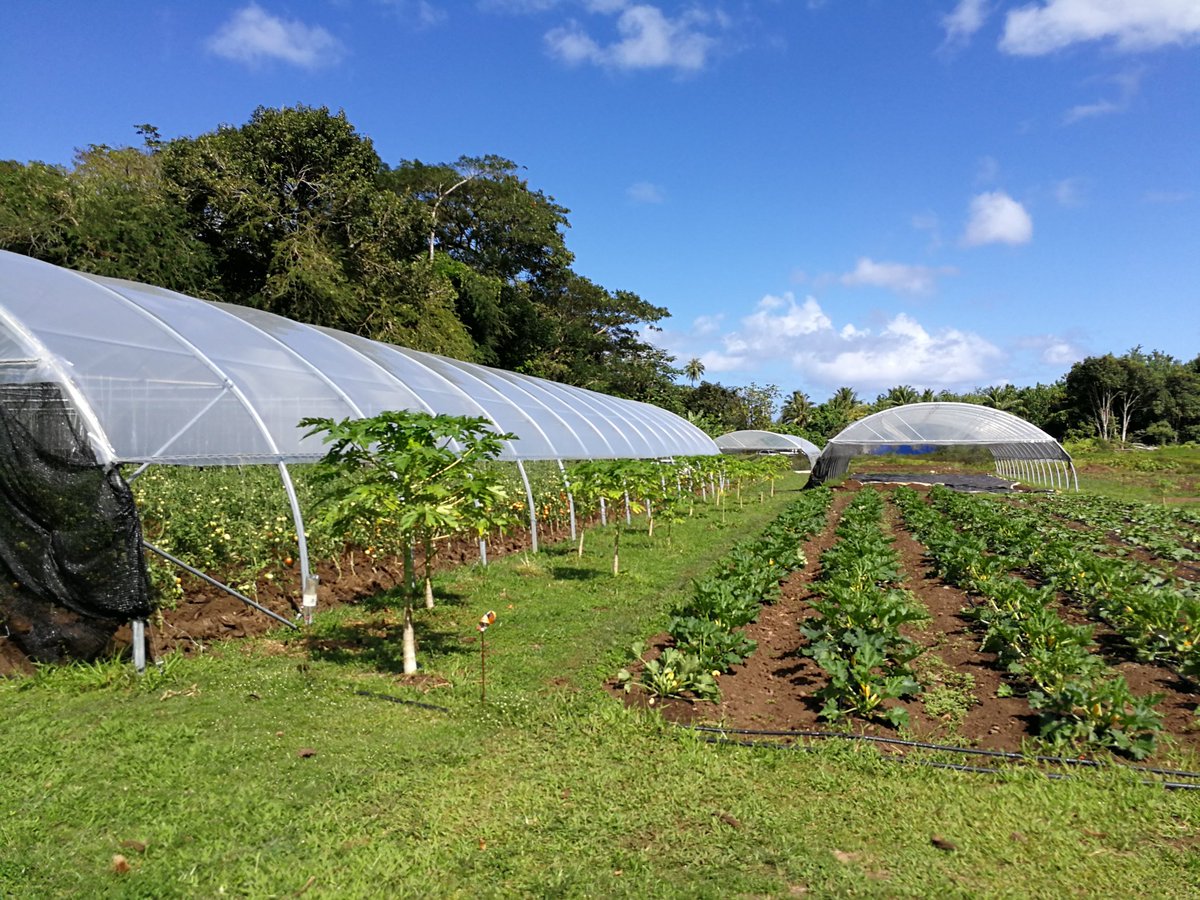 Flo_Meyer33's tweet photo. Du bon, du bio, du local... Le lycée des Iles Sous-le-vent #Uturoa s'engage pour une restauration scolaire saine et respectueuse de notre environnement #fenua @EducationTahiti #E3D #CVL https://t.co/3u4bNXAPoV