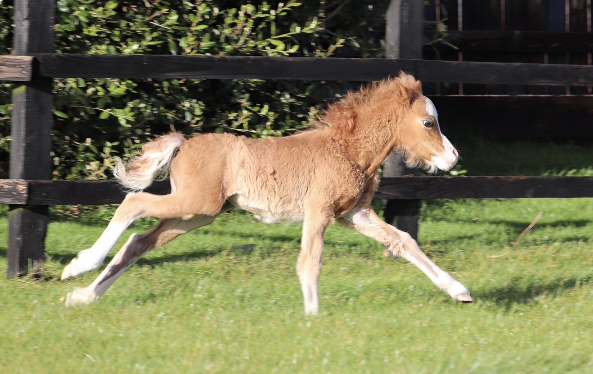 wickhamwicks's tweet image. Happy Saturday! Thanks to Baby Buttons who makes us smile everyday🥰#BabyButtons #StolenHearts💕⭐️