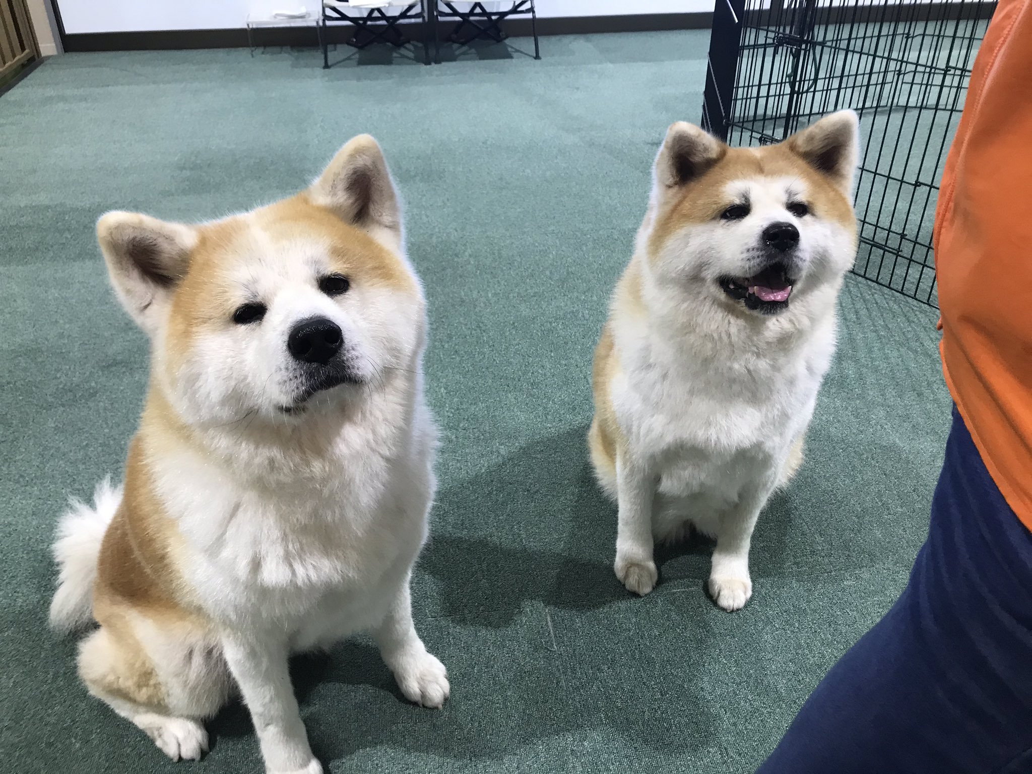 Twitter 上的 秋田犬の里 公式 本日10月17日 土 午後の部 13 15 16 45 は 赤毛の女の子 綺羅 きら ちゃん 9歳 と 夢羅 ゆら ちゃん 6歳 が親子でお出迎え中 秋田犬の里 きょうの秋田犬 T Co 7ecy1yppze Twitter Twitter 上的 秋田犬の里 公式 本日10月17日 土 午後の部 13 15 16 45 は 赤毛の女の子 綺羅 きら ちゃん 9歳 と 夢羅 ゆら ちゃん 6歳 が親子でお出迎え中 秋田犬の里 きょうの秋田犬 T Co 7ecy1yppze Twitter