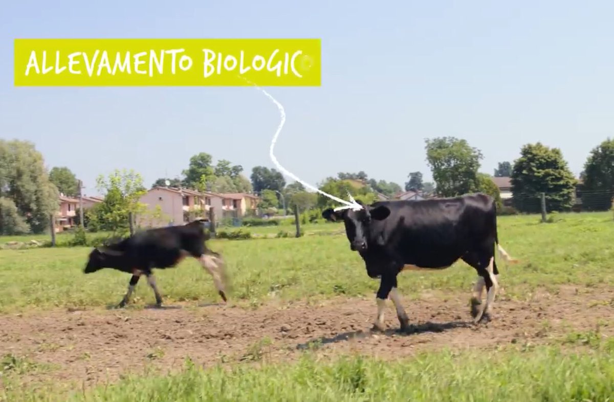 Massimo Lucentini tweet media