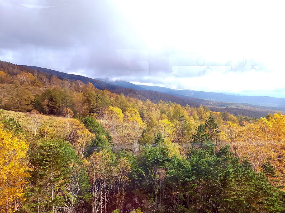 Kazumi9264 北横岳 2 480m 北八ヶ岳 10 11 撮影地 長野県 茅野市 パート 下山のロープウェイから見れた黄色の紅葉 北横岳 紅葉 坪庭 七つ池 北横岳ヒュッテ 縞枯山荘 ゴゼンタチバナの赤い実 ゴゼンタチバナ T Co Kazumi9264 北横岳 2 480m 北八ヶ岳 10 11 撮影地 長野県 茅野市 パート 下山のロープウェイから見れた黄色の紅葉 北横岳 紅葉 坪庭 七つ池 北横岳ヒュッテ 縞枯山荘 ゴゼンタチバナの赤い実 ゴゼンタチバナ T Co