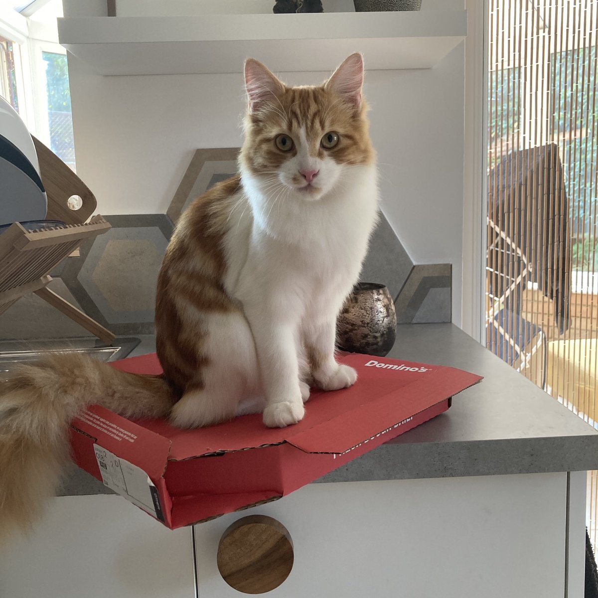 Mathematicats's tweet image. Mine, all mine! 😸🍕😸

#Caturday #CatsOfTwitter