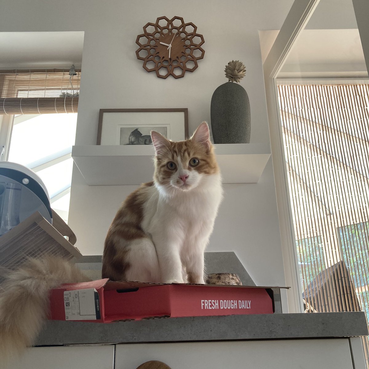 Mathematicats's tweet image. Mine, all mine! 😸🍕😸

#Caturday #CatsOfTwitter